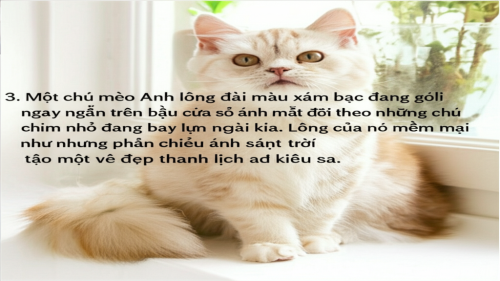 3. Một ch&uacute; m&egrave;o Anh l&ocirc;ng d&agrave;i m&agrave;u x&aacute;m bạc đang ngồi ngay ngắn tr&ecirc;n bậu cửa sổ, &aacute;nh mắt d&otilde;i theo những ch&uacute; chim nhỏ đang bay lượn ngo&agrave;i kia.  L&ocirc;ng của n&oacute; mềm mại như nhung, phản chiếu &aacute;nh s&aacute;ng mặt trời tạo n&ecirc;n một vẻ đẹp thanh lịch v&agrave; ki&ecirc;u sa.