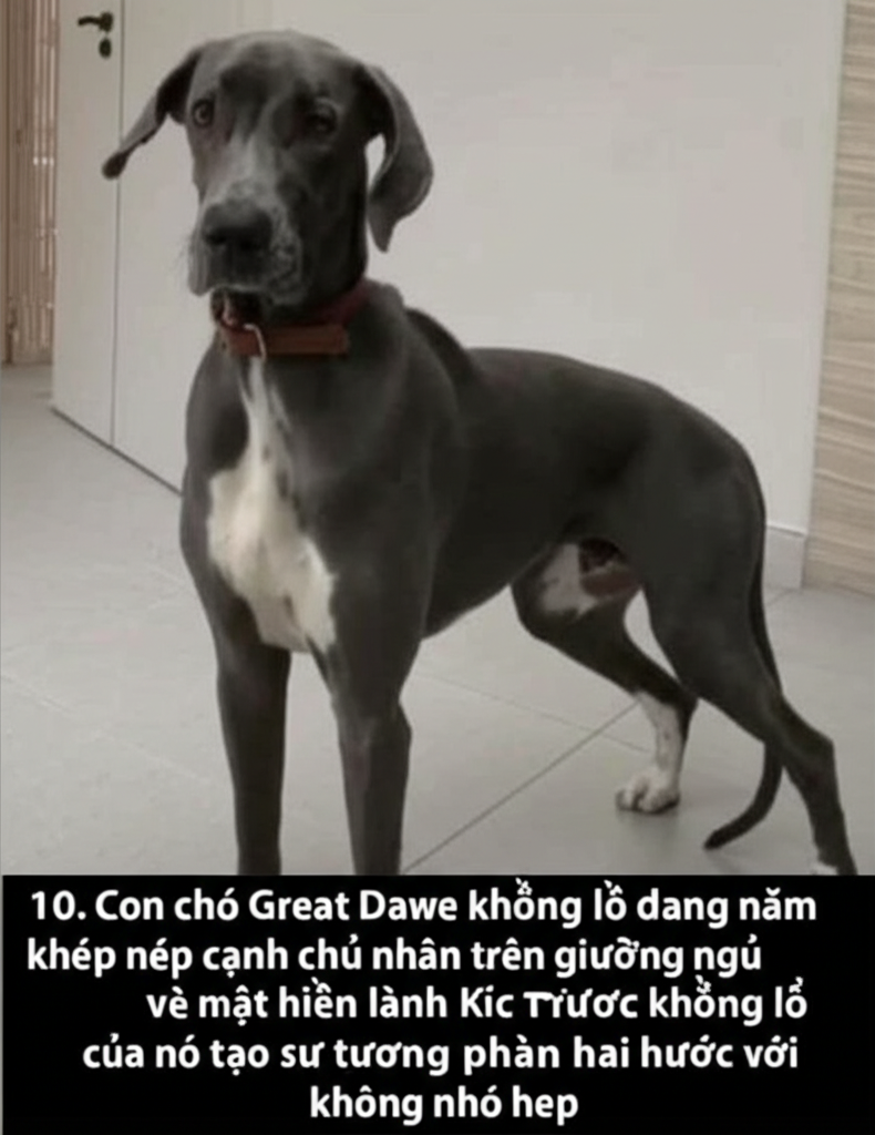 10. Con ch&oacute; Great Dane khổng lồ đang nằm kh&eacute;p n&eacute;p cạnh chủ nh&acirc;n tr&ecirc;n giường ngủ, vẻ mặt hiền l&agrave;nh v&agrave; đ&aacute;ng y&ecirc;u.  K&iacute;ch thước khổng lồ của n&oacute; tạo sự tương phản h&agrave;i hước với kh&ocirc;ng gian nhỏ hẹp.