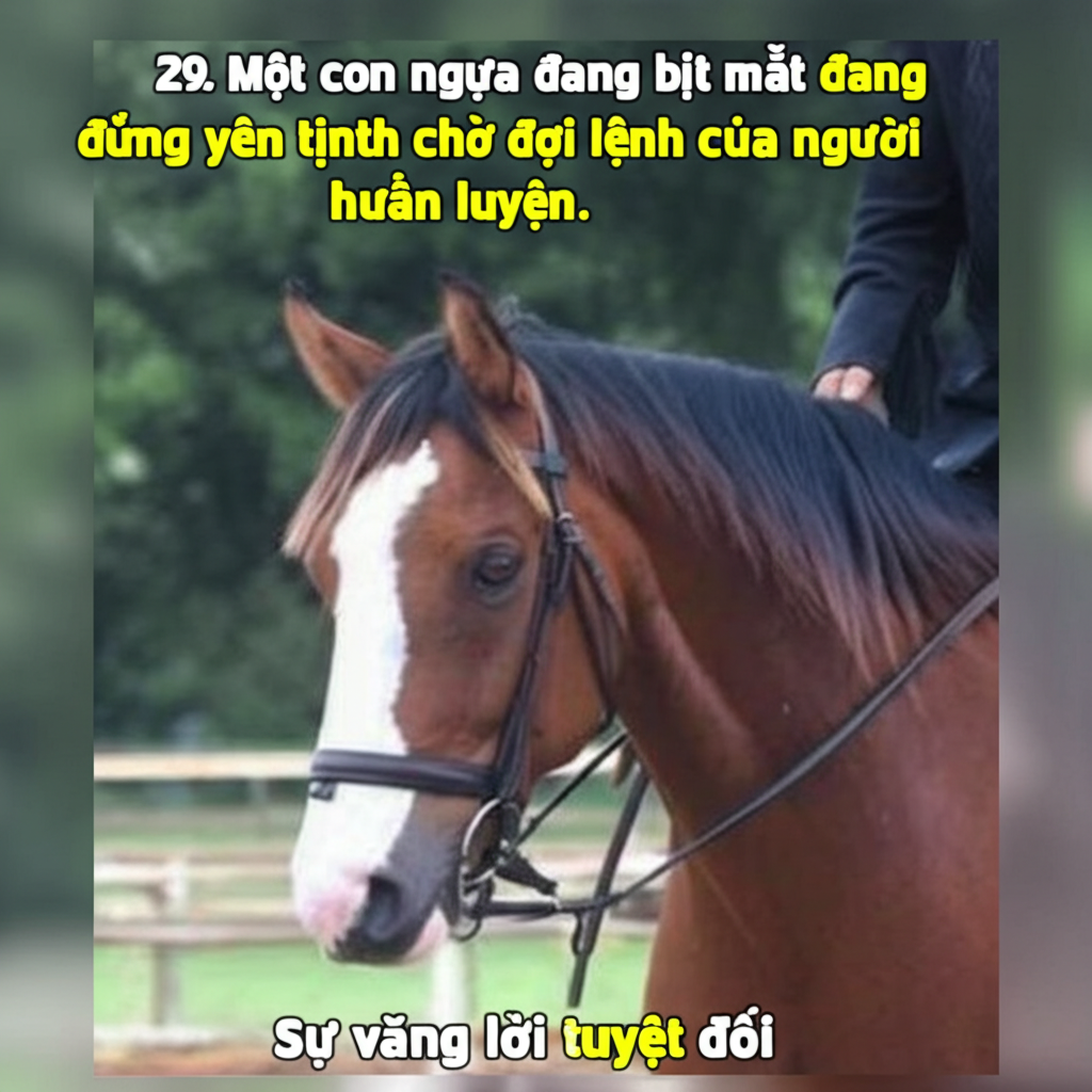29. Một con ngựa đang bịt mắt đang đứng y&ecirc;n tĩnh chờ đợi lệnh của người huấn luyện.  Sự v&acirc;ng lời tuyệt đối.