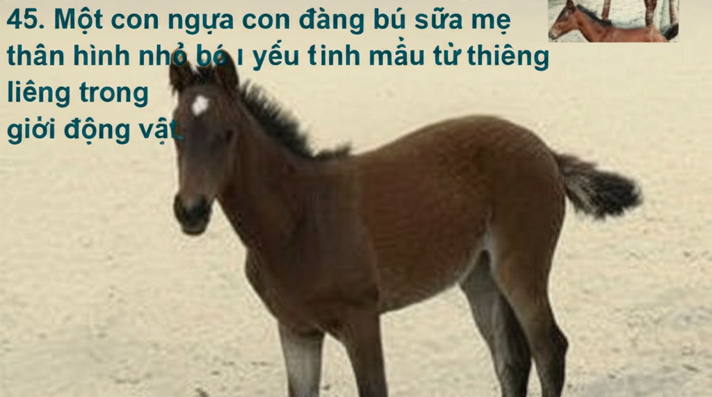 45. Một con ngựa con đang b&uacute; sữa mẹ, th&acirc;n h&igrave;nh nhỏ b&eacute; v&agrave; yếu ớt.  T&igrave;nh mẫu tử thi&ecirc;ng li&ecirc;ng trong thế giới động vật.